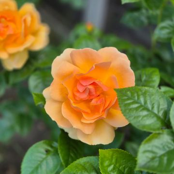 Rose 'Queen Bee' - Floribunda Rose 