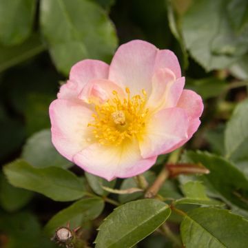 Rose 'Smarty' - Shrub Rose