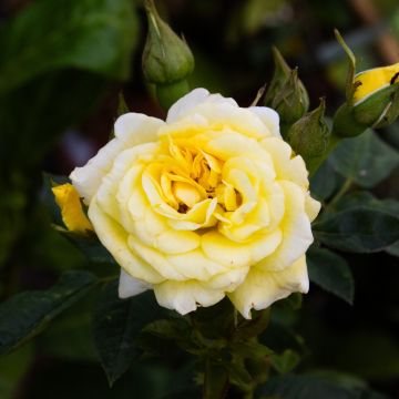Rose 'Summertime' - Climbing Rose
