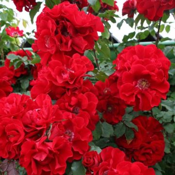 Rose 'Temptress' - Climbing Rose