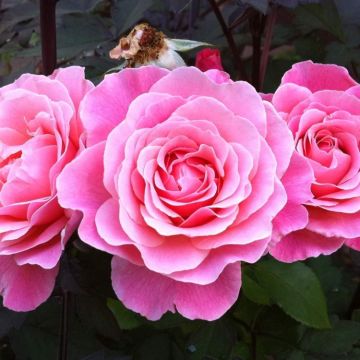 Rose 'Tickled Pink' - Floribunda Shrub Rose