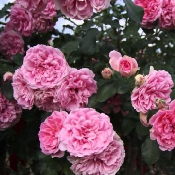 Large 6-7ft Specimen Climbing Rose -  Rose Uetersens Rosenprinzessin - Courtyard Climber
