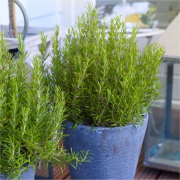 Rosmarinus officinalis - Rosemary Bush