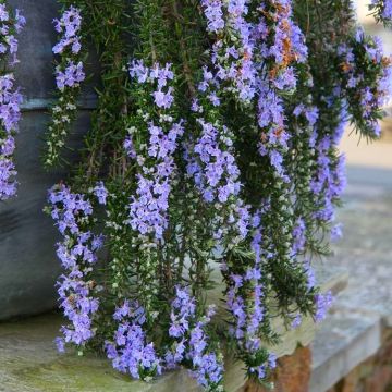 Trailing Rosemary - Rosmarinus officinalis Prostratus 'Capri' - Pack of THREE