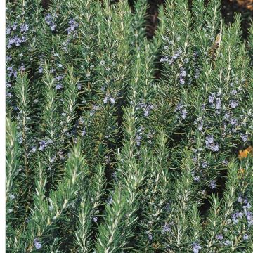 Rosmarinus officinalis Tuscan Blue - Rosemary