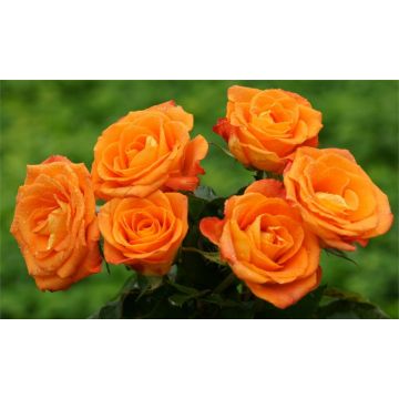 Pair of PATIO Standard ORANGE Flowering Patio Rose Trees