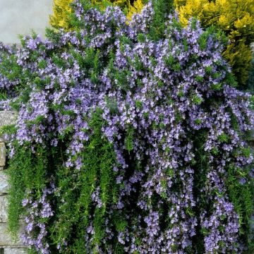 Blue Lagoon Rosemary - Mounding Rosmarinus officinalis