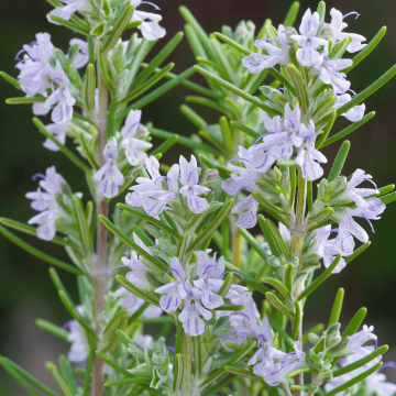 Miss Jessops Upright - Fragrant Rosmarinus officinalis - Rosemary Bush