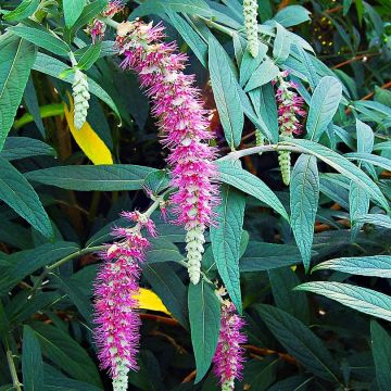 Rostrinucula dependens - Purple Plume Weeping Buddleia