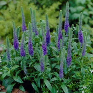 Veronica spicata Royal Candles