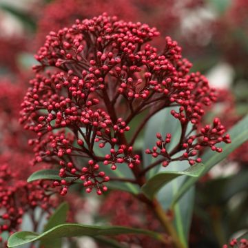 Skimmia japonica Rubesta-Rubella