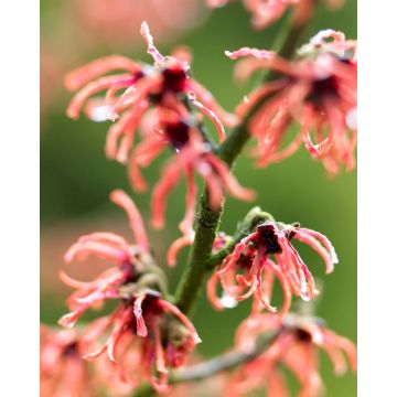 Hamamelis x intermedia 'Rubin' - Red Witch hazel