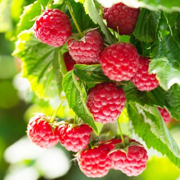 Raspberry TULAMEEN - Rubus Tulameen - Pack of FIVE Canes