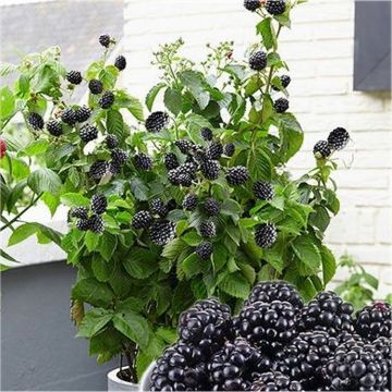 Blackberry - Rubus 'Little Black Prince' - Dwarf Patio Blackberry