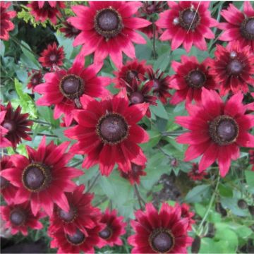 Rudbeckia Cherry Brandy