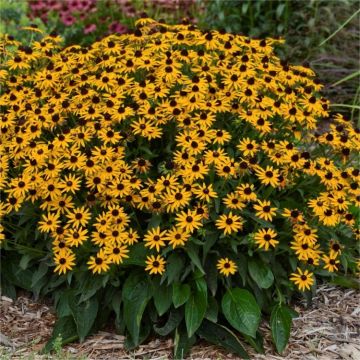 Rudbeckia fulgida Little Goldstar - Black Eyed Susan