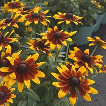 Giant Flowered Rudbeckia 'Carolina' - Summerdaisy Bicolour - In Bud & Bloom 
