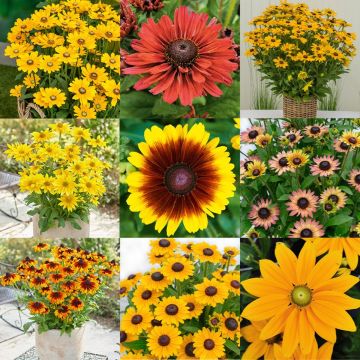 Giant Flowered Rudbeckia - Summerdaisy -  Lucky Dip - in Bud and Bloom