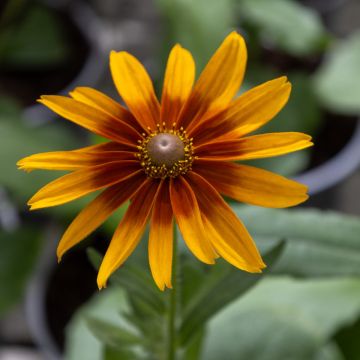 Rudbeckia hirta 'Cappuccino' Rudbeckia hirta 'Cappuccino'
