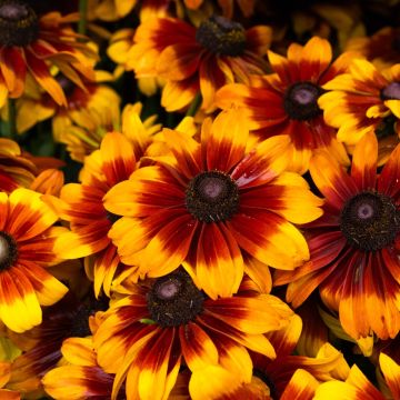 Giant Flowered Rudbeckia - Summerdaisy Bronze Bicolour - In Bud & Bloom