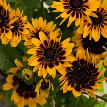 Giant Flowered Rudbeckia - Summerdaisy Chocco Sun - In Bud & Bloom
