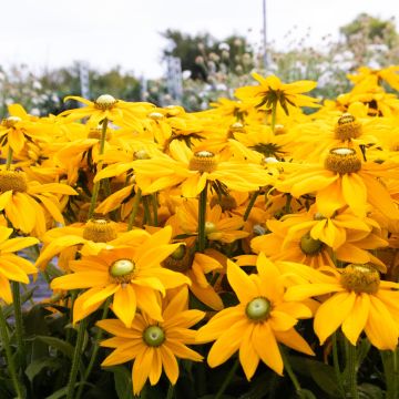 Giant Flowered Rudbeckia Ophelia - Summerdaisy - In Bud & Bloom