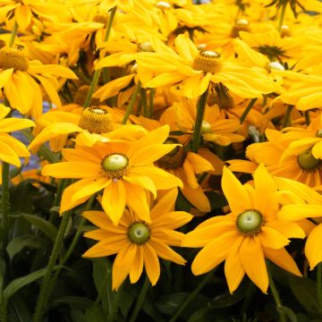 Giant Flowered Rudbeckia - Summerdaisy Golden Sun - In Bud & Bloom