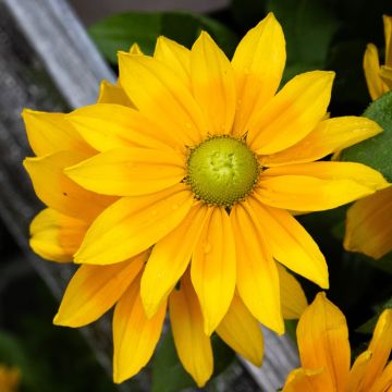 Giant Flowered Rudbeckia - Summerdaisy Green Sun - In Bud & Bloom