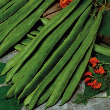 Runner Bean Crusader