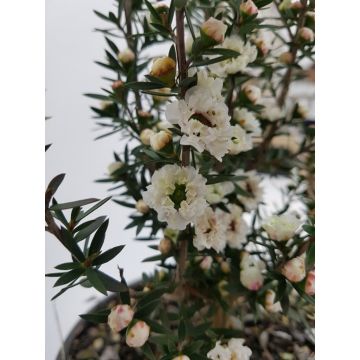 Leptospermum Scoparium Snow Flurry