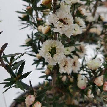 Leptospermum Scoparium Snow Flurry