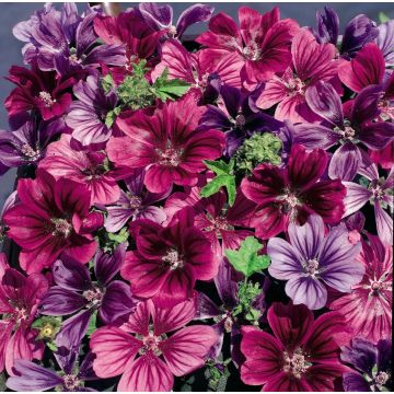 Malva Mystic Merlin