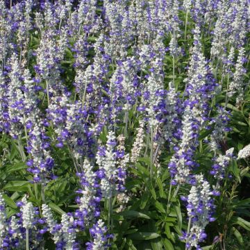 Salvia Farinacea Strata