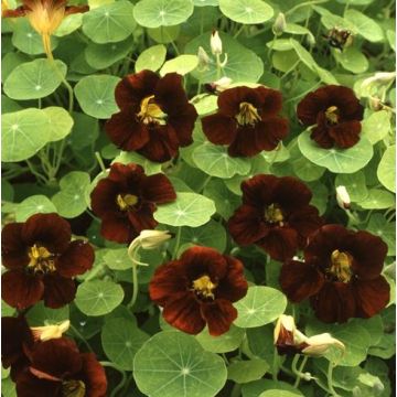 Nasturtium Black Velvet