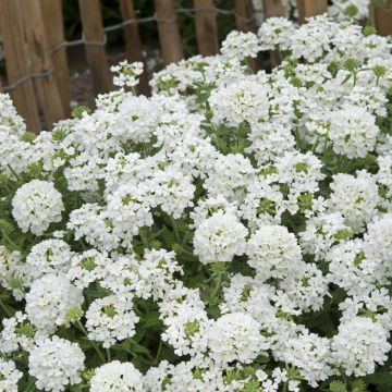 Verbena hybrida Scentsation White Verbena hybrida Scentsation White