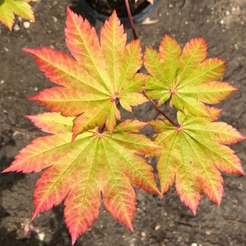 Acer japonicum Vitifolium - Vine leaved Japanese Maple - LARGE
