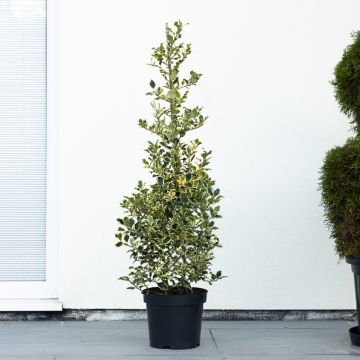 Ilex aquifolium 'Argentea Marginata' - Female Silver Variegated Holly - Large circa 120cms