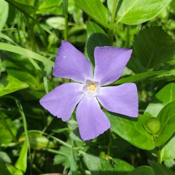 Vinca minor 'Aureovariegata' - Variegated Periwinkle