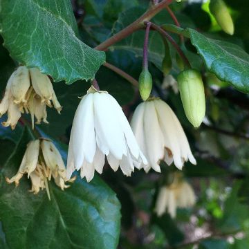 Lily of the Valley Tree - Crinodendron patagua