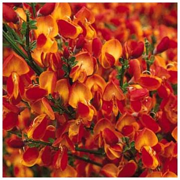 Cytisus Palette - Broom