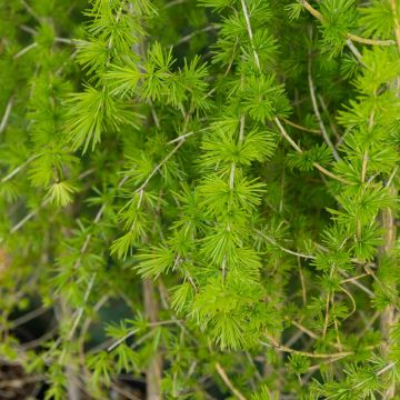 Larix decidua - European Larch 3-4ft