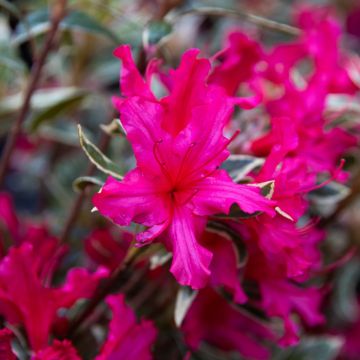 Azalea Japonica Hot Shot Pink - Dwarf Japanese Rhododendron-Evergreen