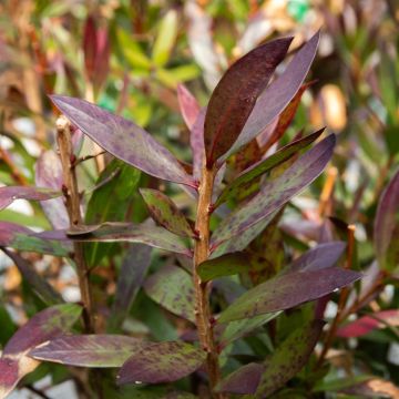 Callistemon 'Red Rocket'