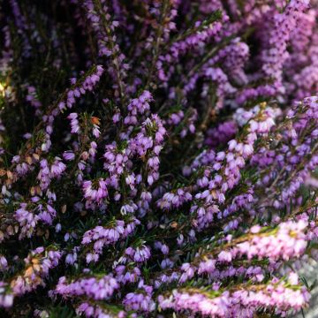 Erica darleyensis 'Darley Dale' - Large Pink Winter Flowering Heather - In Bud & Bloom Erica darleyensis 'Darley Dale' - Large Pink Winter Flowering Heather - In Bud & Bloom