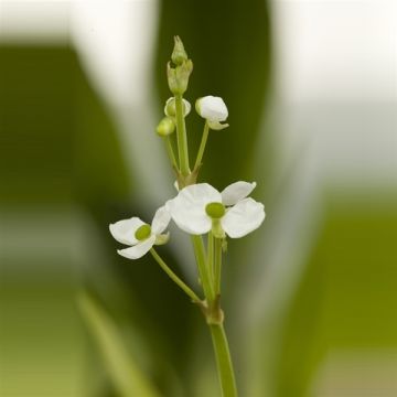 Sagittaria graminea - Grassy Arrowhead