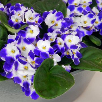 Large Saintpaulia African Violet Plant - Trendy BLUE Bicolour in White Display Pot