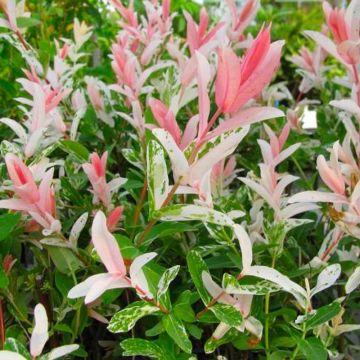 Salix integra Flamingo - Dappled Willow - Hakuro Nishiki - LARGE 'Flamingo Tree' Shrub