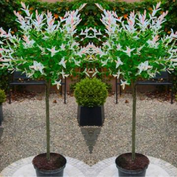 FLAMINGO TREES - Pair of Standard Topiary Salix Flamingo