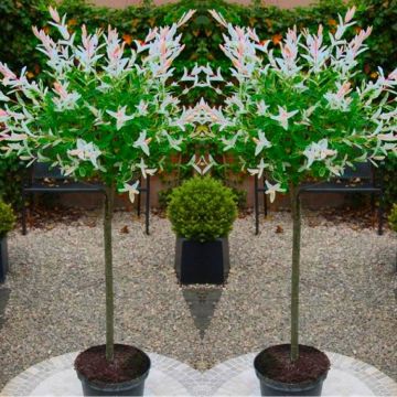 Pair of Standard Topiary Trees 'Salix Flamingo' with Large Flared Decorative Planters