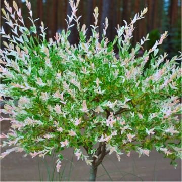 Salix integra 'Hakuro-nishiki' Patio Tree - Dappled Willow